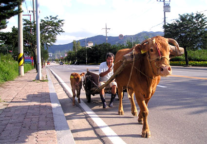 정겨운 소달구지