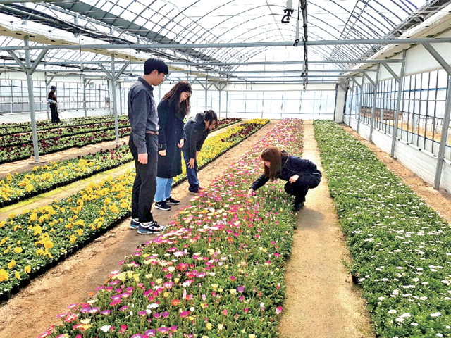 ▲ 영월군농업기술센터 직원들이 새기술실증시험포장에서 분양을 앞둔 봄꽃을 살펴보고 있다.