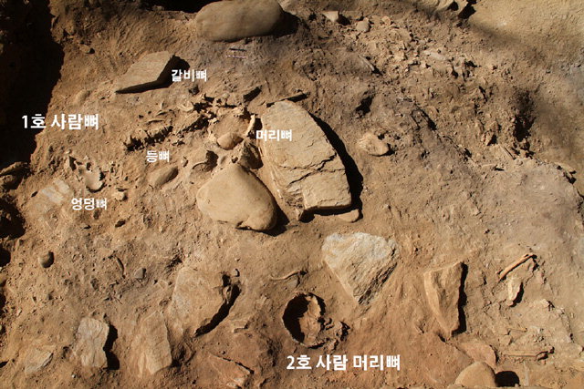 ▲ 정선 매둔동굴 사람뼈 1·2호 출토 모습