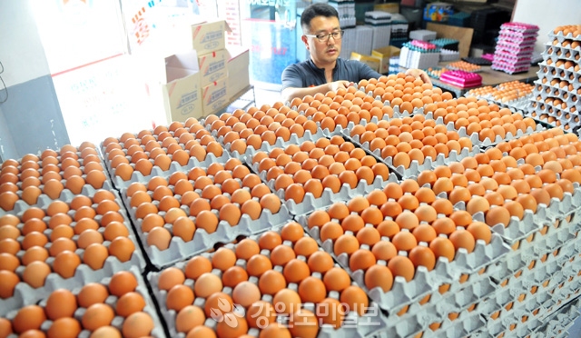 ▲ AI로 피해를 본 산란계 농가들이 재입식에 어려움을 겪으면서 계란값이 폭등하고 있는 가운데  24일 춘천의 한 계란 도매업체 주인이 배달할 계란들을 정리하고 있다.  사효진