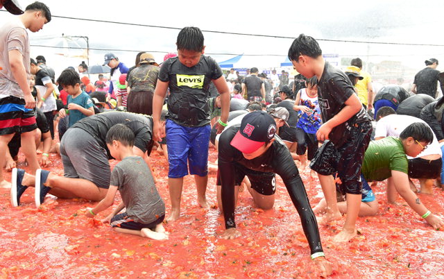 ▲ 송아지·금반지 등 상품을 찾는 토마토 풀장에 많은 관광객들이 몰려 둔내토마토축제의 대표적인 이벤트행사가 됐다.