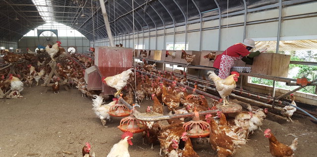 ▲ 18일 오후 동물복지농장인 춘천시 사북면의 한 양계농장에서 닭들이 사육동 내부를 활발하게 옮겨 다니고 있다.