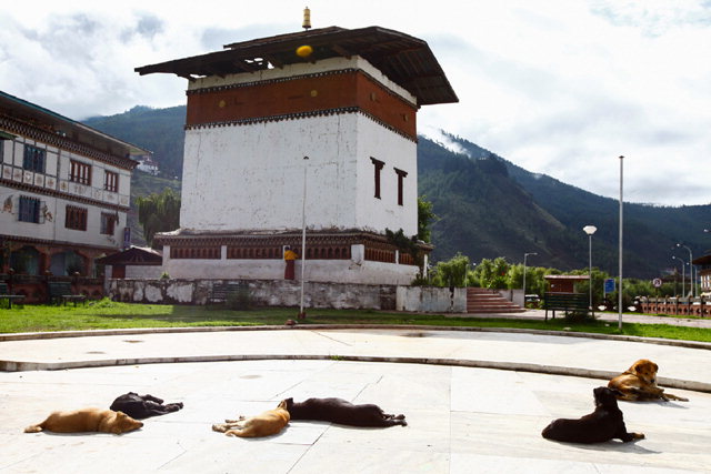 ▲ 부탄 파로시내. 개들도 행복한 나라가 부탄이다.