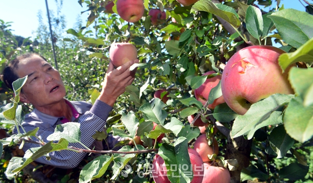 ▲ 지난 19일 내린 우박으로 피해를 입은  춘천시 신북읍 유포리의 한 사과농가에서 농민이 사과를  살펴보고 있다. 박상동