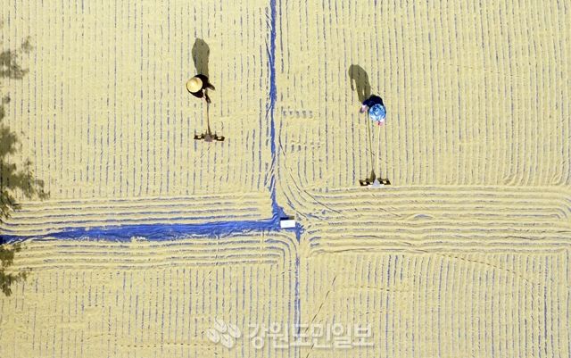 ▲ 도내전역이 전형적인 가을 날씨를 보인 22일 춘천시 우두동의 한 공터에서 농민들이 수확한 벼를 말리고 있다.  서영