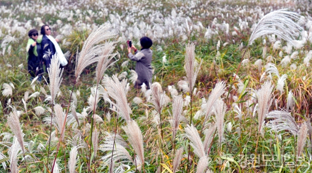 ▲ 청명한 가을 날씨를 보인 19일 춘천 강촌에 만발한 억새꽃들 사이로 관광객들이 사진을 찍으며 가을정취를 만끽하고 있다.  정일구