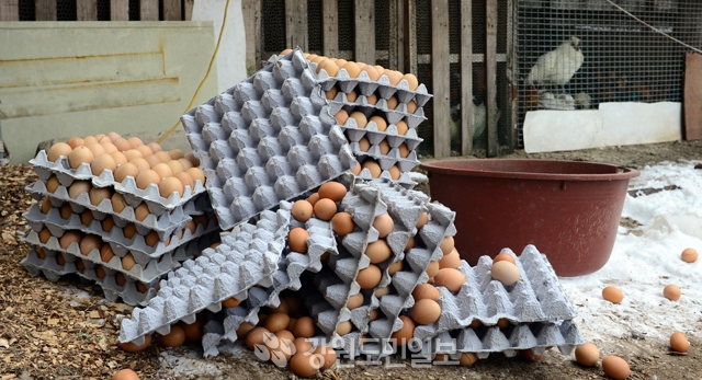 ▲ 철원과 화천 2개 산란계 농장에서 기준치를 초과한 살충제 대사산물이 검출된 15일 화천 인근 산란계농장에 폐기된 계란이 쌓여있다.  박상동