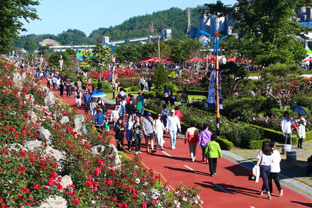 ▲ 2018 장미축제가 열리는 있는 삼척오십천변 장미공원에는 많은 시민,관광객 등이 찾아 즐거운 시간을 보냈다.