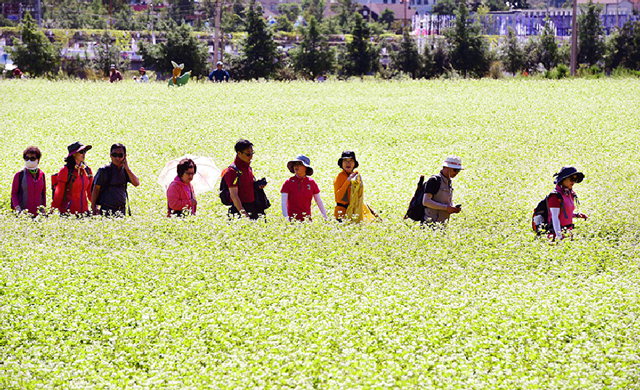 ▲ 매밀꽃밭을 산책하고 있는 관광객들.