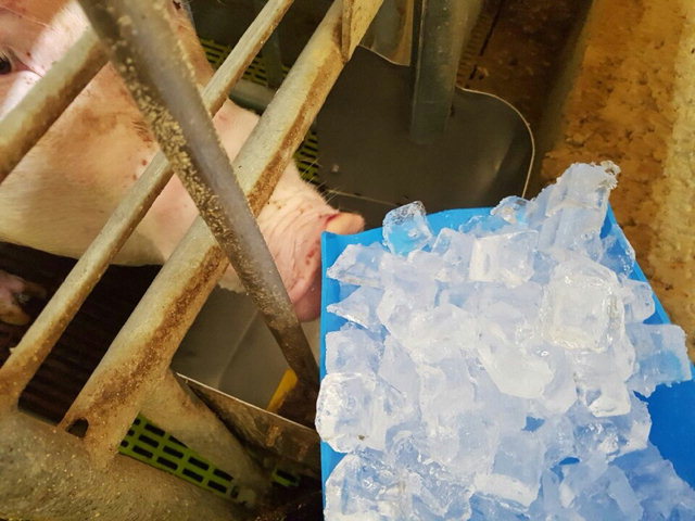 ▲ 홍천의 한 양돈농가가 연일 폭염이 이어지자 수시로 제빙기를 가동해 돼지에게 얼음을 먹이고 있다.