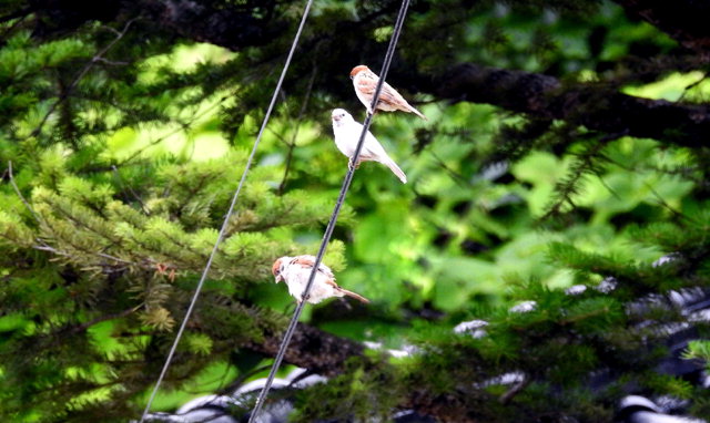 ▲ 영월 정순만 사진작가가 장릉 주변 보덕사에서 촬영해 공개한 흰 참새