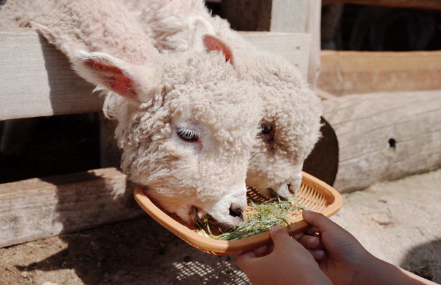 ▲ 2013년 체험목장으로 전환한 해피초원목장에서 어린이들이 양과 염소에게 먹이를 주고있다.