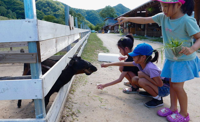 ▲ 2013년 체험목장으로 전환한 해피초원목장에서 어린이들이 양과 염소에게 먹이를 주고있다.