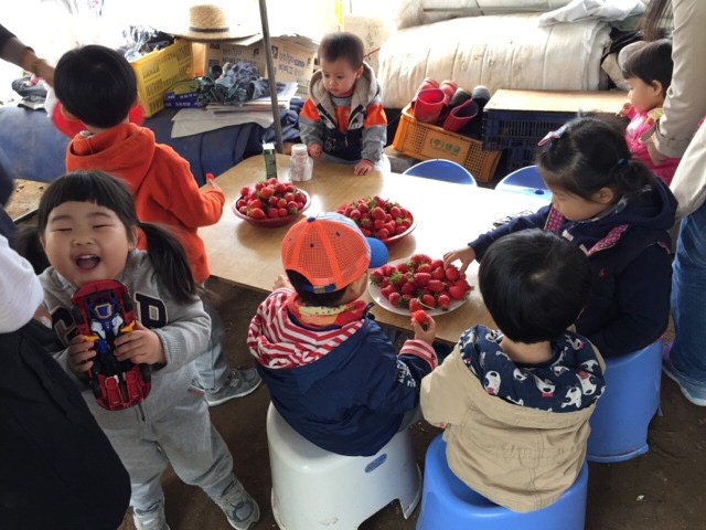 ▲ 봄,겨울 초록달코미네에서는 30여가지의 쌈채소와 더불어 달콤한 딸기를 수확하고 요리할 수 있는 체험 프로그램이 진행된다.