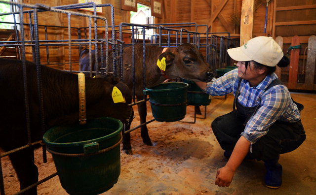 ▲ ①모쿠모쿠팜 내에 위치한 축사.방문객들이 직접 소에게 먹이를 주며 관련 체험을 할 수 있는 시설이 잘 관리되고 있다.