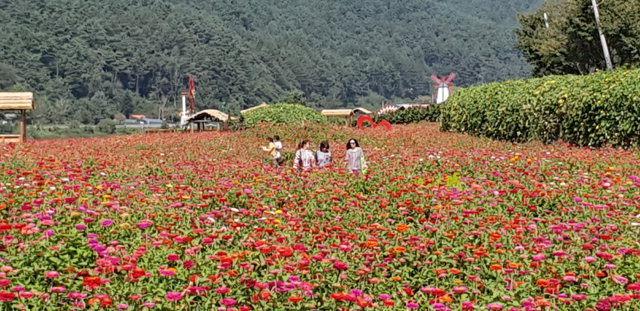 ▲ 평창백일홍축제가 오는 21일 평창읍 종부리 평창강변 축제장에서 열린다.관광객들이 백일홍밭을 산책하고 있다.
