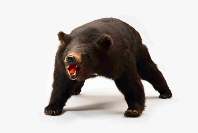 ▲ 도 산림박물관에 박제돼 있는 설악산에서 발견된 마지막 반달가슴곰의 모습