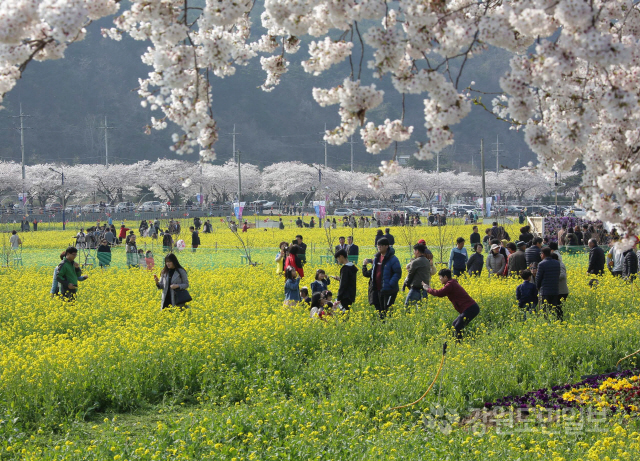▲ 31일 삼척 근면덕 상맹방리 유채꽃축제장을 찾은 관광객들이 꽃밭을 걸으며 봄기운을 만끽하고 있다.유채꽃축제는 오는 25일까지 계속된다.