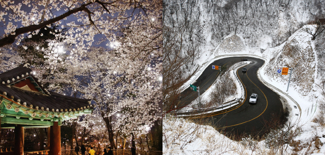 ▲ 지난 30일 강릉 남산에 만개한 벚꽃이 환상적인 야경을 연출하고 있다.(왼쪽) 한편 31일 눈이 내린 한계령에서 차량이 서행하고 있다.   구정민&middot;연합뉴스