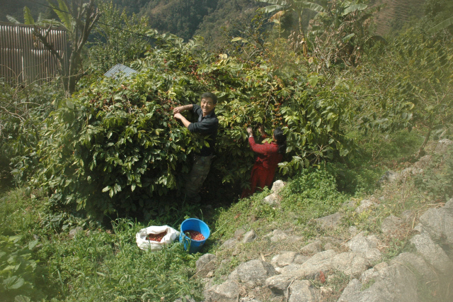 ▲ 강원희 교수는 지난달 ‘코끼리 똥 커피’ 최종 점검을 위해 네팔을 방문,생산과정을 확인했다.