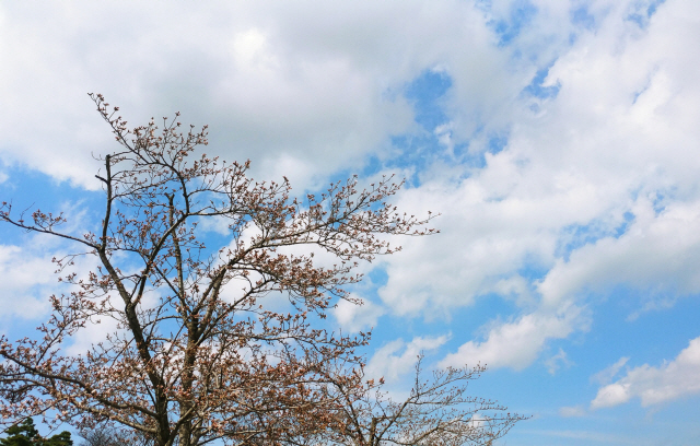 ▲ 지난 21일 벚꽃이 꽃망울을 터트리기 시작한 강원 강릉 시내 상공으로 파란 하늘이 펼쳐지고 있다. 미세먼지 청정지역으로 불리던 강원 동해안은 올봄 미세먼지 때문에 좀처럼 맑은 하늘을 보기 힘들었다.