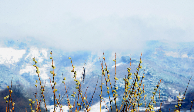 ▲ 봄을 시샘하는 눈이 내린 지난 23일 춘천 느랏재 정상 부근이 때아닌 설경으로 뒤덮여 있다.  박상동