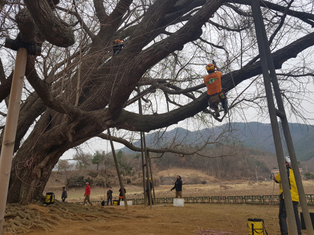 ▲ 한국수목안전진단협회는 25일 문막읍 반계리 은행나무에서 안전진단을 실시했다.