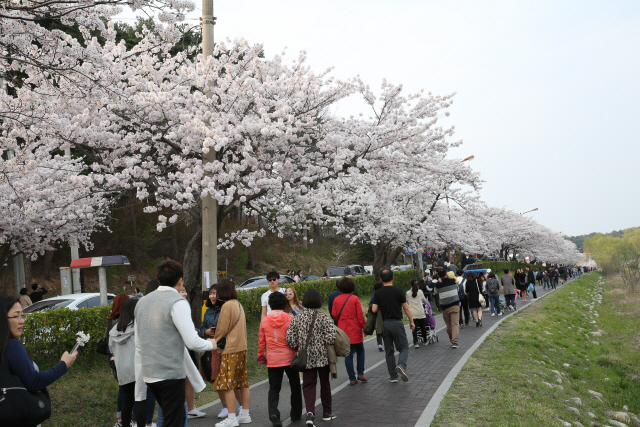 ▲ 경포호 주변 벚꽃길을 따라 구름인파가 몰려 상춘의 즐거움을 만끽하고 있다.