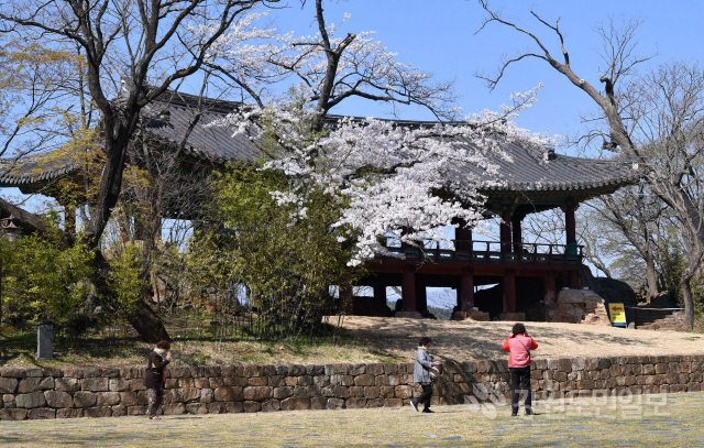 ▲ 2일 삼척 죽서루(竹西樓·보물 제213호) 경내  벚꽃이 만개해 장관을 이루고 있다.