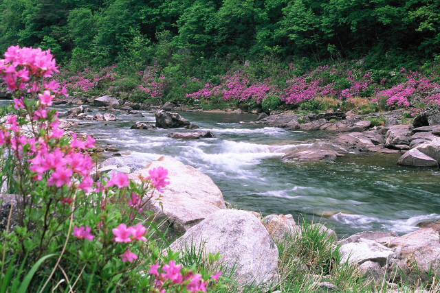 ▲ 산철쭉으로 연분홍 물결을 이룬 예전의 인제 내린천 모습.