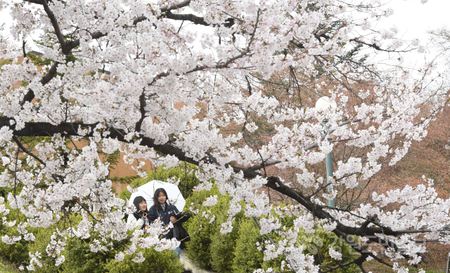 ▲ 봄비가 내린 10일 강원대 춘천캠퍼스에서 우산을 쓴 학생들이 만개한 벚꽃 아래로 걸음을 옮기고 있다.   최유진