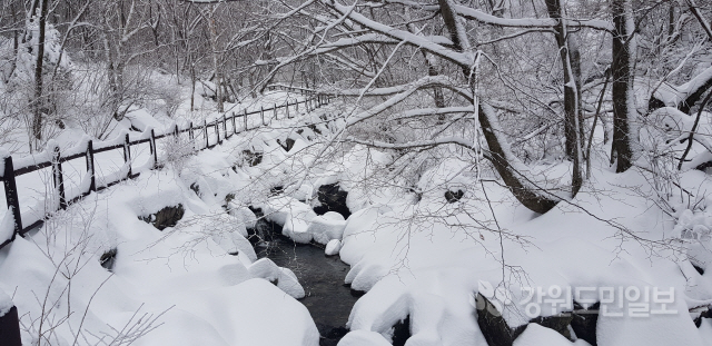 ▲ 10일 태백산에 24㎝의 눈이 내리면서 아름다운 설경을 연출하고 있다.  김우열