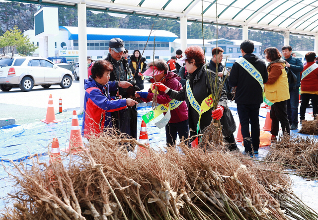 ▲ 　태백시 나무 나눠주기 행사가 12일 태백종합경기장에서 열렸다.
