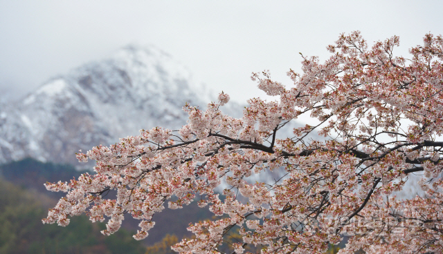 ▲ 지난 4일 발생한 산불로 벚꽃축제가 취소된 속초 설악산 벚꽃터널에 12일 꽃들이 활짝펴 장관을 이루고 있다.  방병호