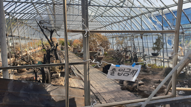 ▲ 산불로 폐허가 된 속초 노학동 분재하우스에서 최근 일부 분재가 도난 당했다.