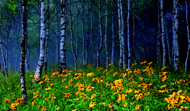 ▲ 태백 대덕산∼금대봉 구간에 각양각색의 들꽃이 피어있다.