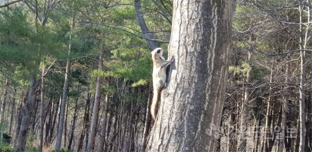 ▲ 백두대간생태수목원은 최근 정선에서 기록상으로만 알려진 천연기념물 제328호인 ‘하늘다람쥐’의 서식모습을 촬영하는데 성공했다.