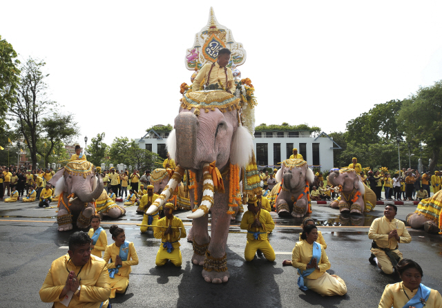 ▲ 태국 코끼리 조련사들이 7일(현지시간) 방콕에서 열린 마하 와찌랄롱꼰(라마 10세) 국왕 대관식에 이어진 기념 행사에서 국왕에게 경의를 표하며 코끼리 행렬을 이끌고 있다.