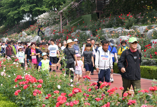 ▲ 6일 삼척 장미공원에서 열린 삼척시민 달리기 대회에 참가한 시민들이 장미꽃밭 옆으로 걷고 있다.