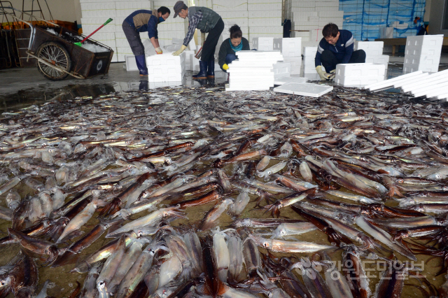 ▲ 연근해 오징어 어획량이 지난해 대비 4배가량 증가한 가운데 9일 동해시 묵호항 수산물위판장에서 오징어를 손질하는 어민들의 손길이 분주하다.  김명준