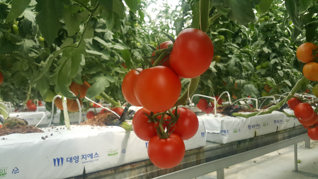 ▲ 철원군농업기술센터 시험포에서 재배하고 있는 토마토.