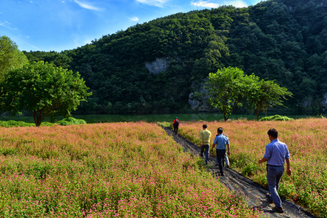 ▲ 영월군이 동강변 군유지에 조성한 붉은 메밀꽃밭이 장관을 이루고 있다.