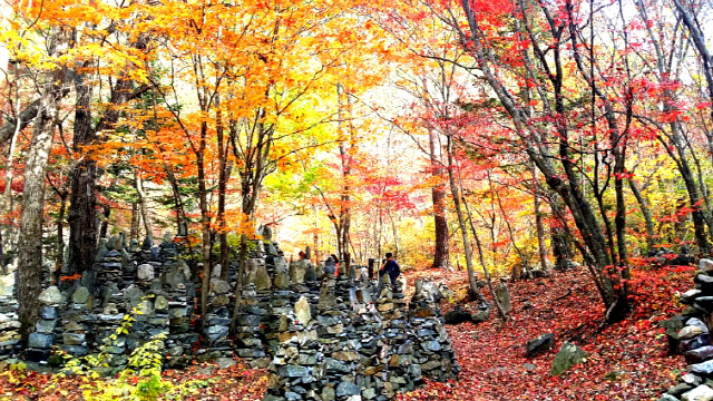 ▲ 강릉시 왕산면 대기리 ‘모정탑길은 불가사의한 3000개 돌탑과 함께 가을 단풍으로 특히 유명하다.