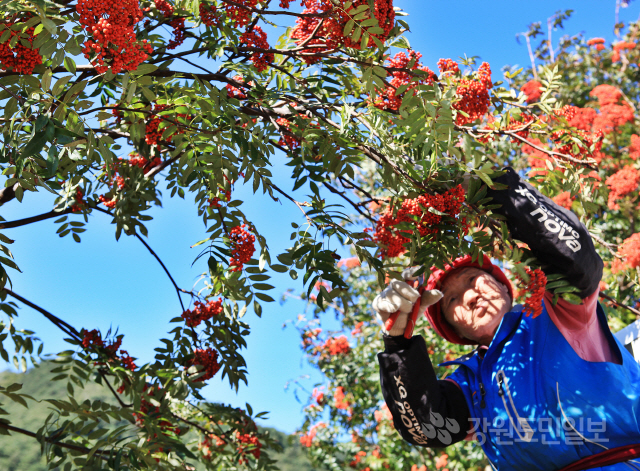 ▲ 백담마가목축제가 5일과 6일 용대관광지 일원에서 열렸다.지역주민이 마가목 열매를 채취하고 있다.