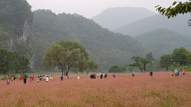 ▲ 최근 영월읍 목골마을 푸른 동강변에 조성된 붉은 메밀꽃밭이 장관을 이루고 있다.
