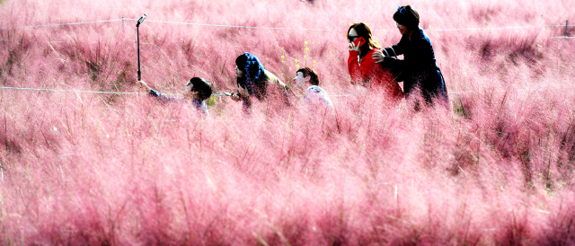 ▲ 18일 춘천의 한 카페 정원을 찾은 시민들이 화사하게 피어난 핑크뮬리 그라스 사이에서 사진을 찍으며 완연한 가을 정취를 만끽하고 있다.  최유진