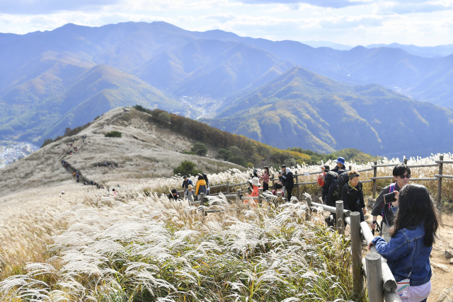 ▲ 민둥산 정상 억새꽃 밭은 어디든지 유명 촬영지다.등산로 곳곳에는 추억을 담는 등산객들로 붐빈다.
