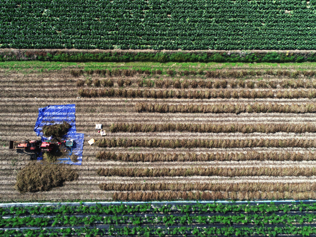 ▲ 가을이 무르익어가며 농촌은 수확의 손길로 분주하다. 25일 춘천 서면에서 농민들이 기계를 이용해 들깨를 털고 있다.   최유진