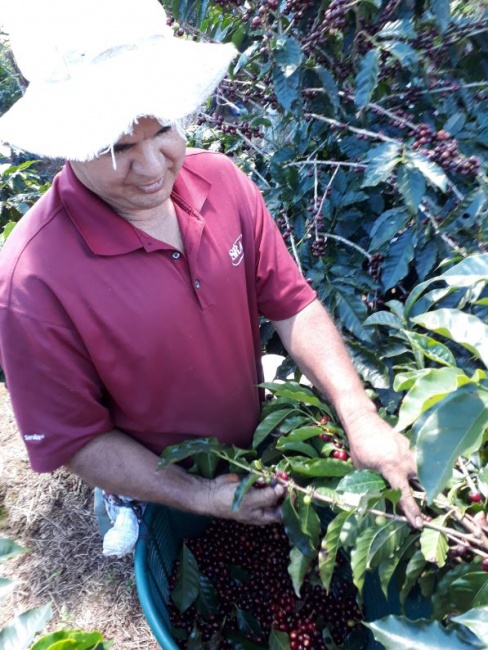 ▲ 핸드피킹으로 커피체리를 수확하는 모습.