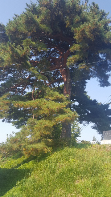 ▲ 가지가 땅에 닿은 간성읍성 성터 소나무 모습.
